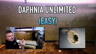 How I Raise Daphnia Water Fleas And You Can Too [upl. by Notyalk434]