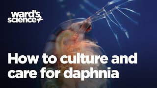 Caring and Culturing for Daphnia [upl. by Verina]