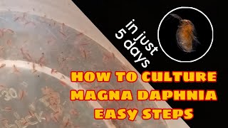 How to Culture Magna Daphnia Easily [upl. by Cochrane]