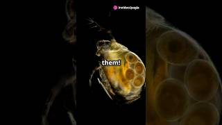 How to culture Daphnia for your Aquarium [upl. by Neral312]