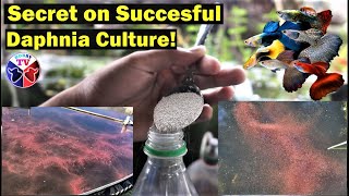 How to Culture Daphnia Successfully [upl. by Tamberg]