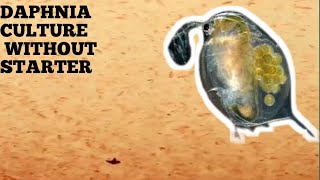 HOW TO CULTURE DAPHNIA NATURALLY WITHOUT A STARTER [upl. by Etennaej]