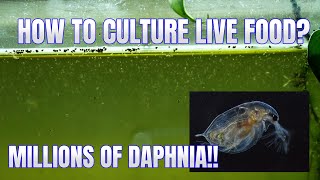 How to Culture Daphnia Secret Method to Breed MILLIONS  Simply Aquatic [upl. by Worrell]