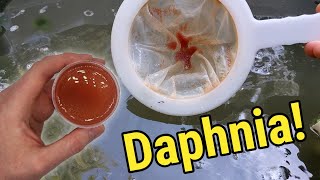 How I Culture Daphnia In Outdoor Tubs [upl. by Aneloaup721]