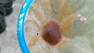 How to culture daphnia moina in a small container Part 1 English Subtitle [upl. by Ellerred]