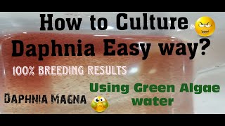 Daphnia MagnaHow to Culture Daphnia Easy wayCulturing Daphnia using Green water Daphnia [upl. by Aicila]