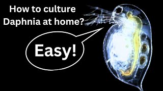 BEST Live Fish Food Beginner guide How to Culture Daphnia at home [upl. by Dodson]