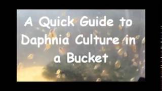 How to culture daphnia outside [upl. by Ahsiekim]