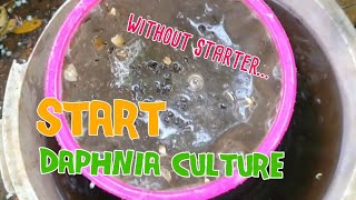 How to culture daphnia moina the easy way 1  Starting the Daphnia culture [upl. by Engen]