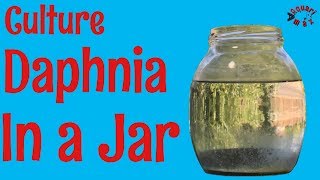 How to Culture Daphnia in a Jar [upl. by Llennoc]