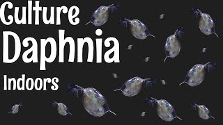 How to Culture Daphnia [upl. by Ociredef875]