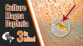 How to culture DAPHNIA MAGNA  The easy way [upl. by Sollie442]