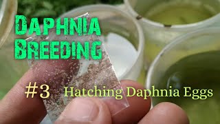 Daphnia Culture made simple and easy 3  Hatching Daphnia eggs [upl. by Morra]