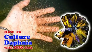 How to Culture Daphnia with ZERO Cost  Unlimited Live Food For Our Fish [upl. by Ekoorb296]