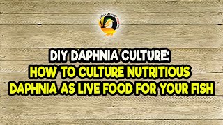 DIY Daphnia Culture How to Culture Nutritious Daphnia as Live Food for Your Fish [upl. by Eelra]