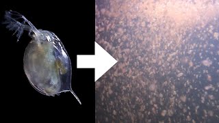 How I Culture Daphnia [upl. by Betteanne276]