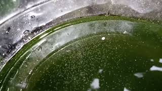 DAPHNIA MOINA CULTURE IN A SMALL BUCKET [upl. by Nimaynib]