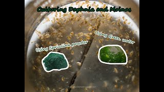 How To Culture Daphnia and Moinas using Green Water Spirulina powder [upl. by Ardnaxela811]