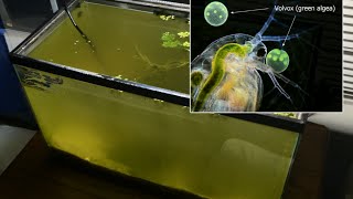 Raising Daphnia for the Freshwater Aquarium [upl. by Leahcir909]