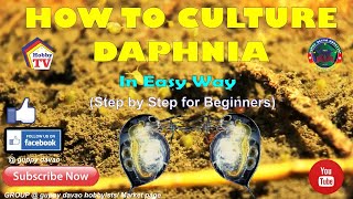 HOW TO CULTURE DAPHNIA In Easy Way [upl. by Sumetra472]